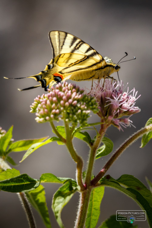 photo papillon flambe verdon